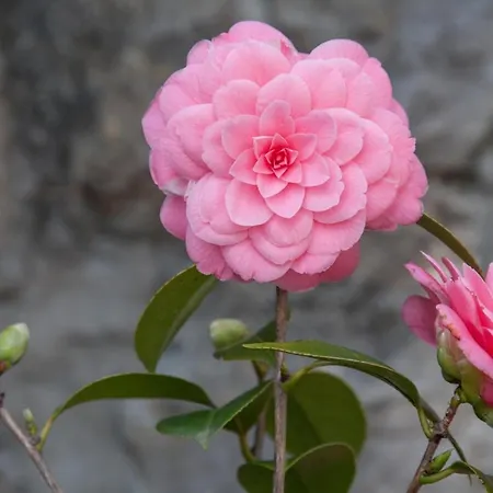 Lejlighed With A Parking Space - 12302